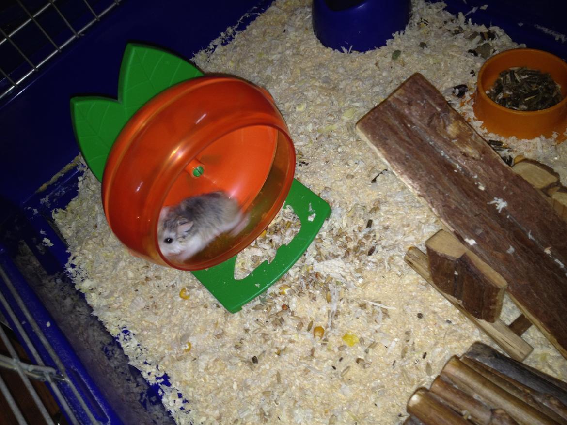 Hamster speedy  R.I.P billede 13