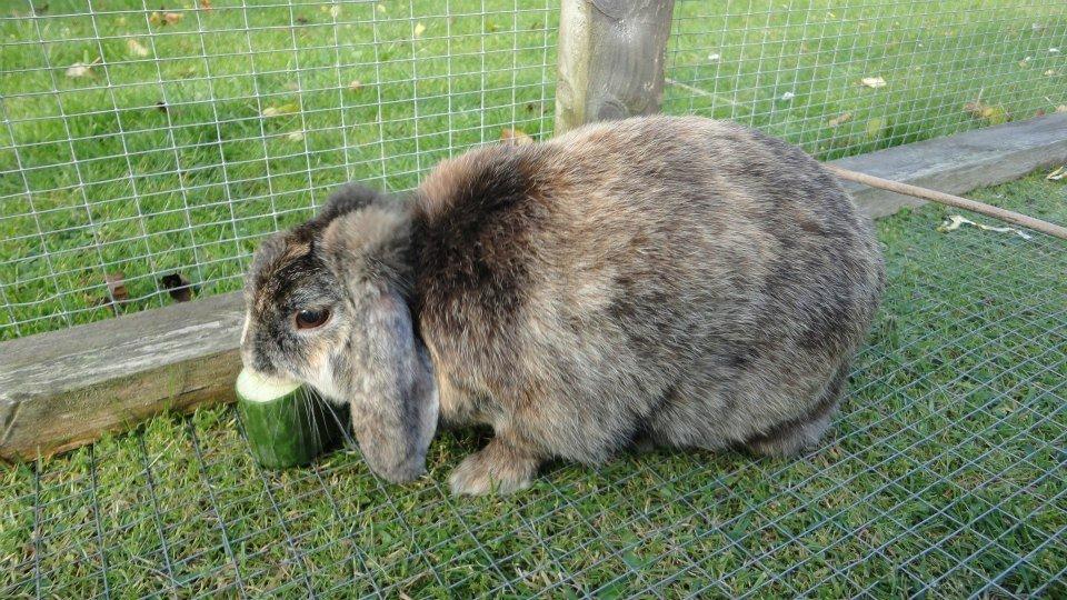 Kanin Pjuske - Mums... Jeg elsker agurker billede 2
