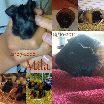 Marsvin Mila *Mils* billede 1