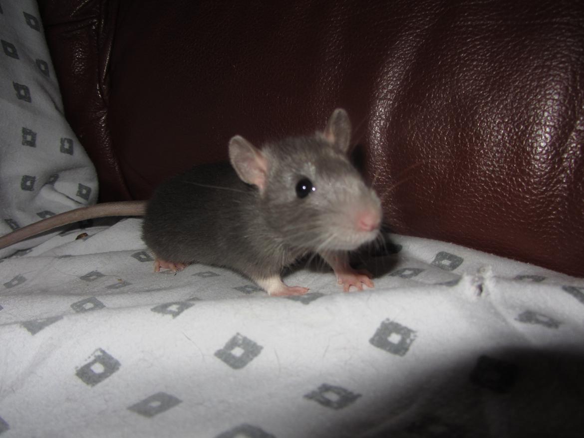 Tamrotte Starka billede 4