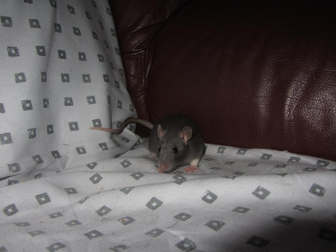 Tamrotte Starka billede 5