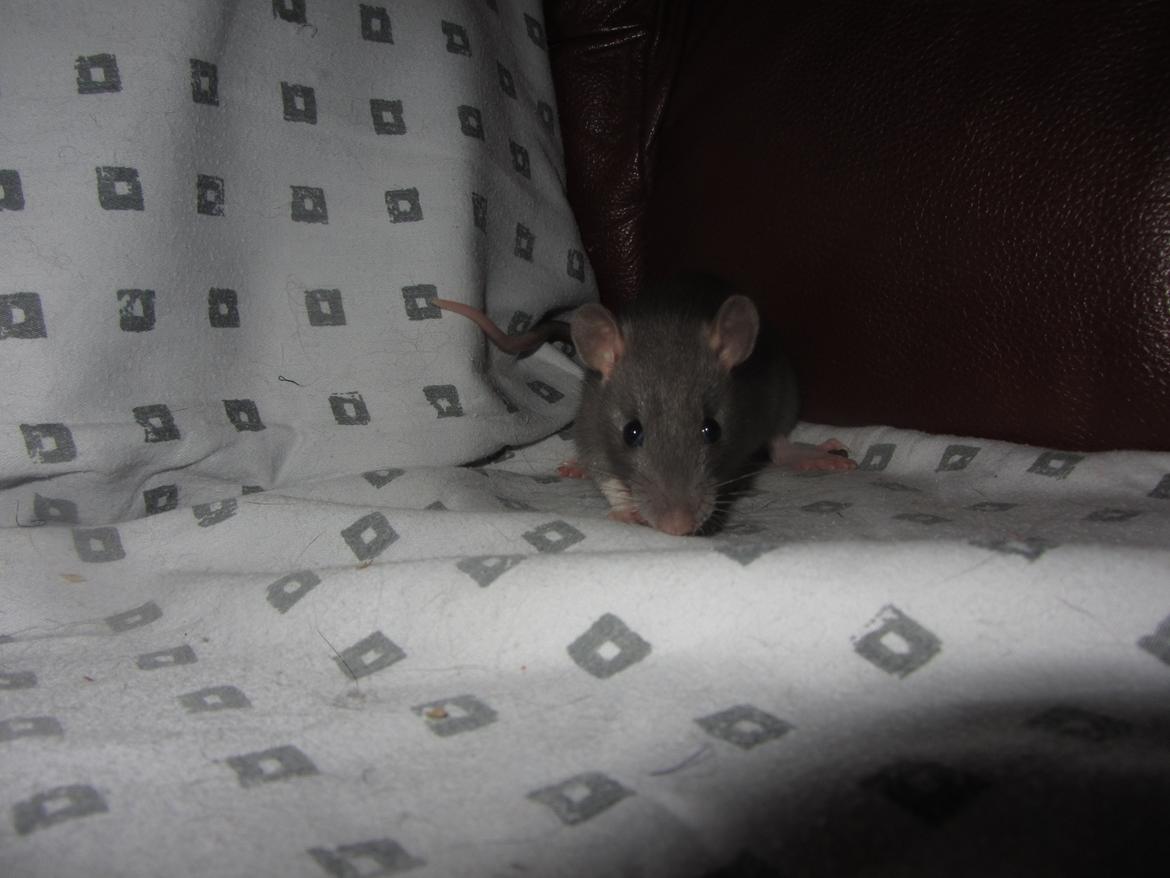 Tamrotte Starka billede 6