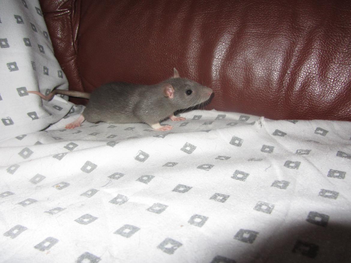 Tamrotte Starka billede 7