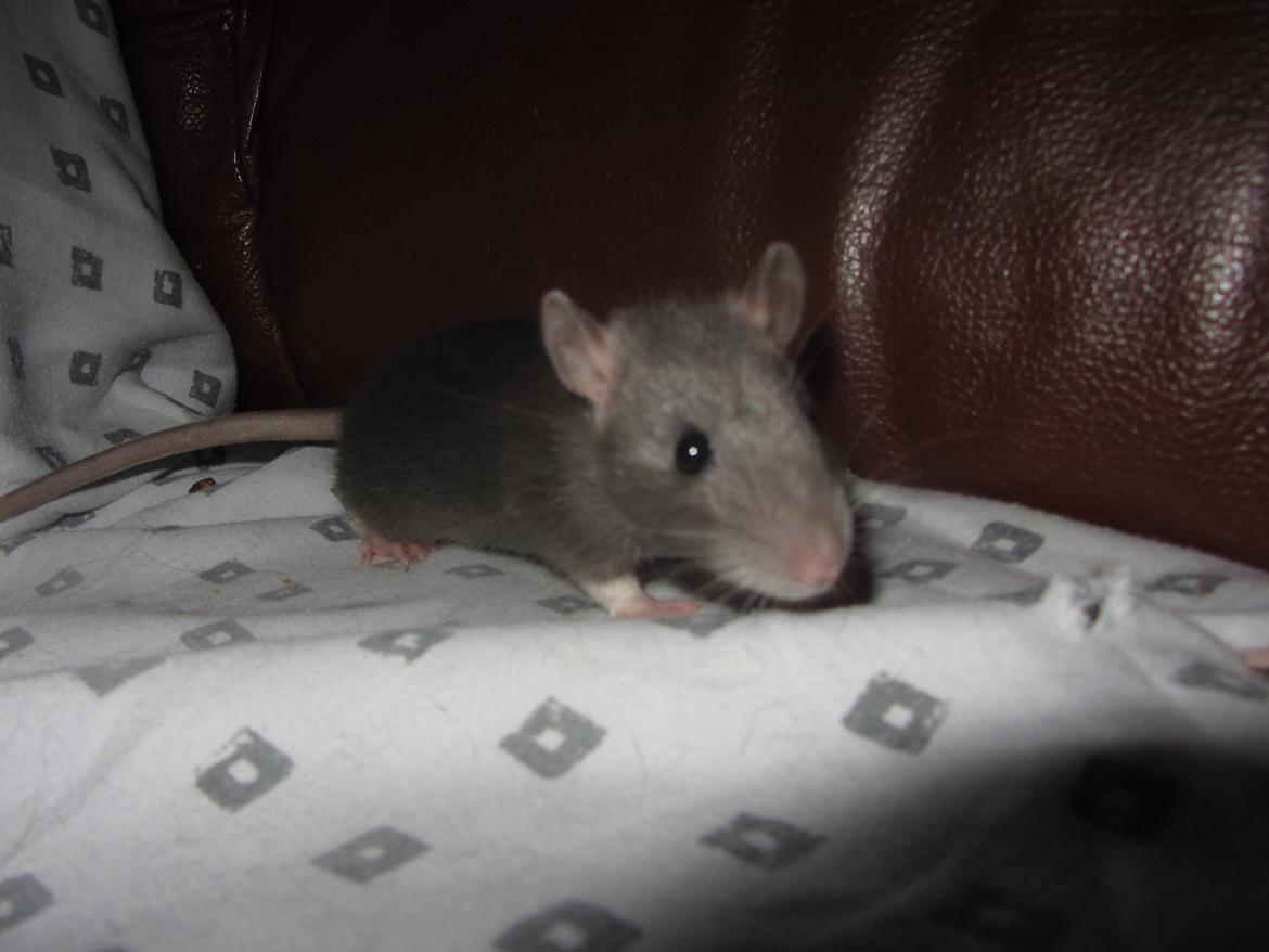 Tamrotte Starka billede 8