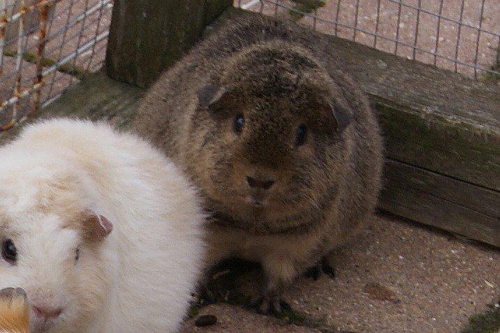 Marsvin Costalinkas LAURA billede 10