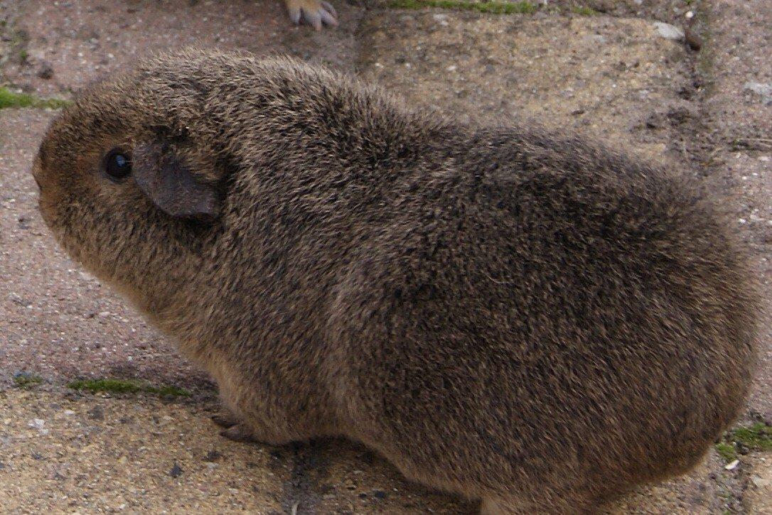 Marsvin Costalinkas LAURA billede 11