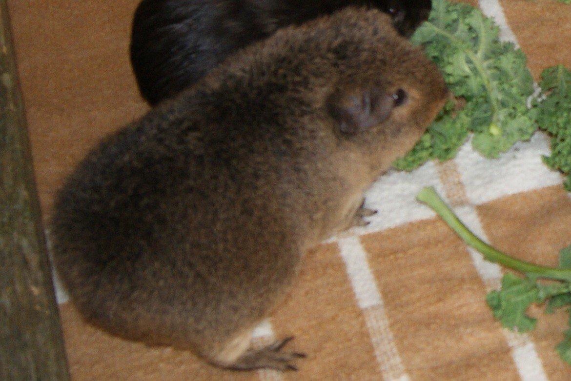 Marsvin Costalinkas LAURA billede 12