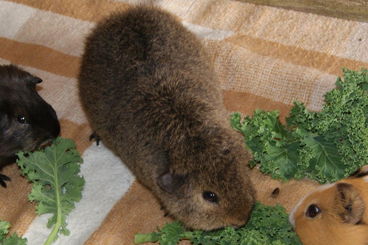 Marsvin Costalinkas LAURA billede 13