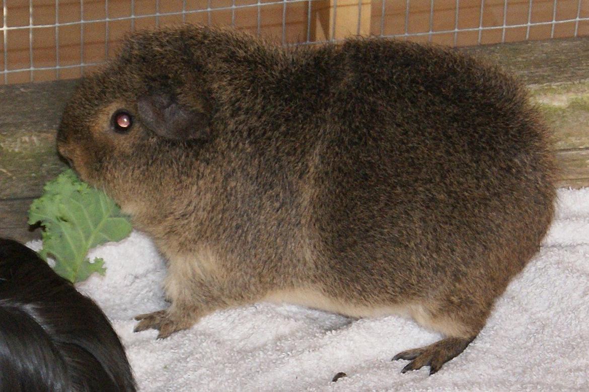 Marsvin Costalinkas LAURA billede 14