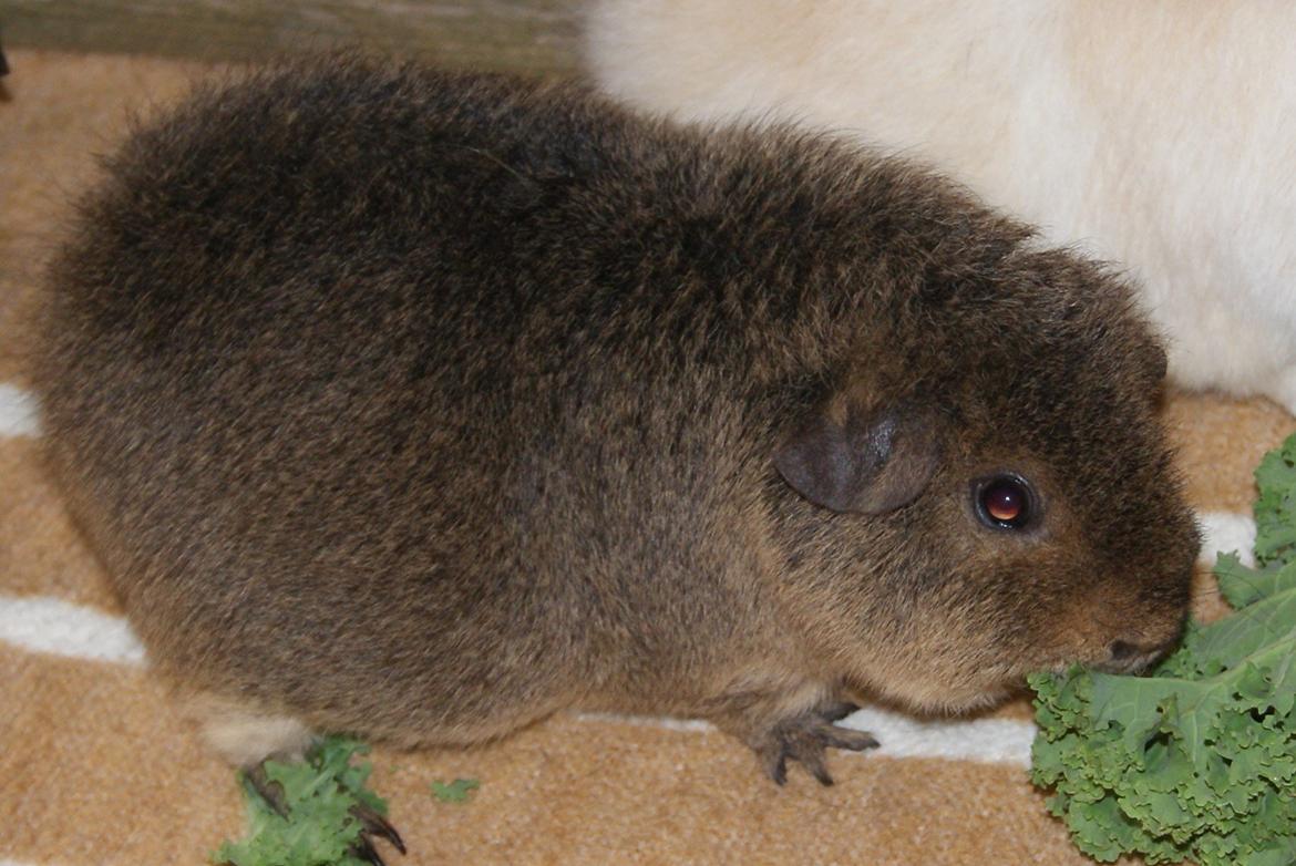 Marsvin Costalinkas LAURA billede 15