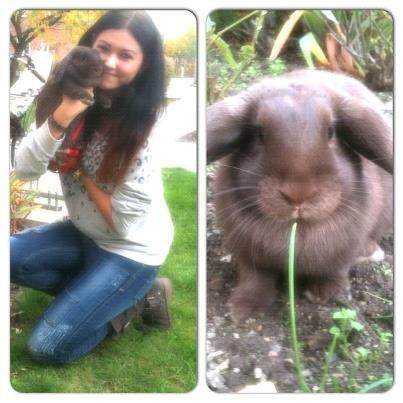 Kanin Coco (Chanel) Diva* billede 6