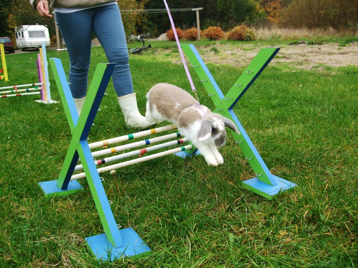 Kanin Enilec Kavia Baked Alaska billede 9