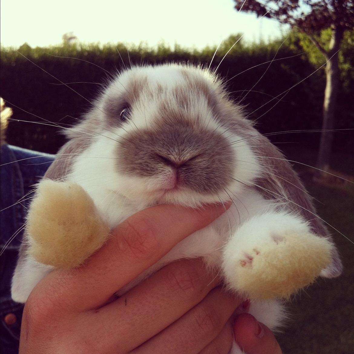 Kanin Enilec Kavia Baked Alaska billede 10