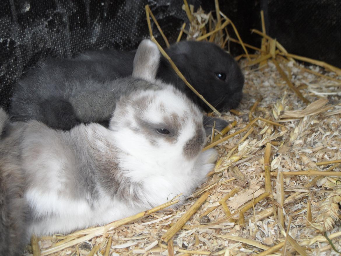 Kanin Enilec Kavia Baked Alaska billede 11