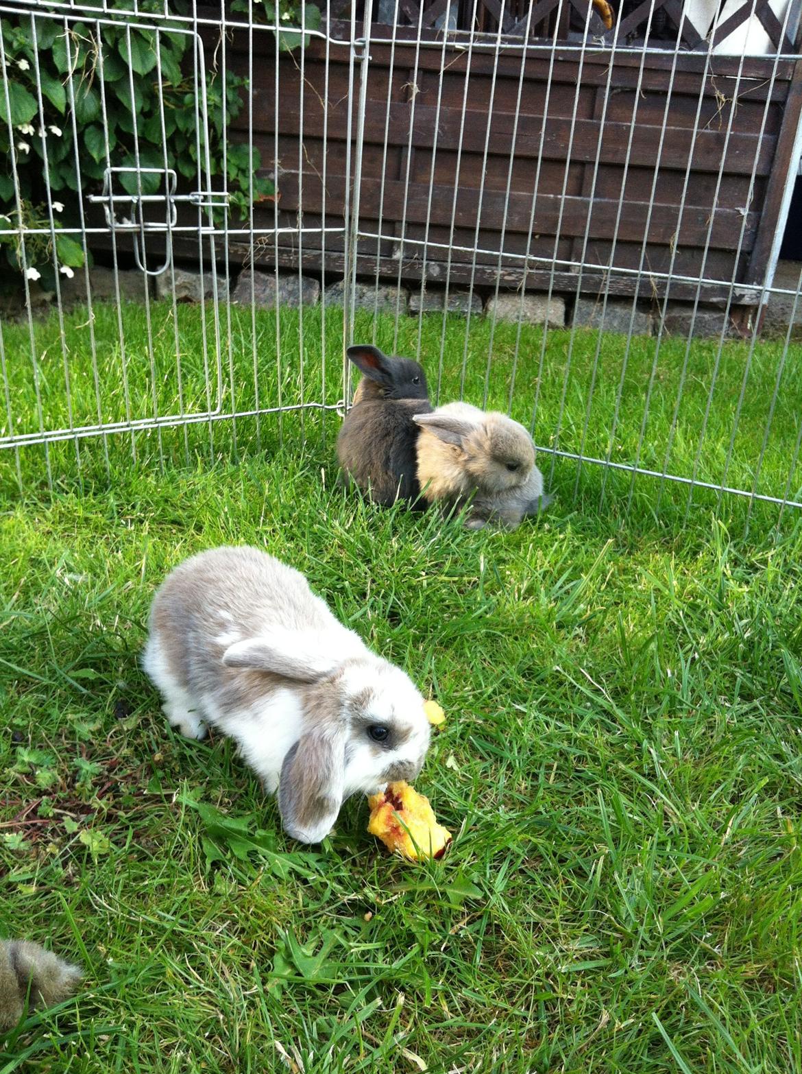 Kanin Enilec Kavia Baked Alaska billede 12