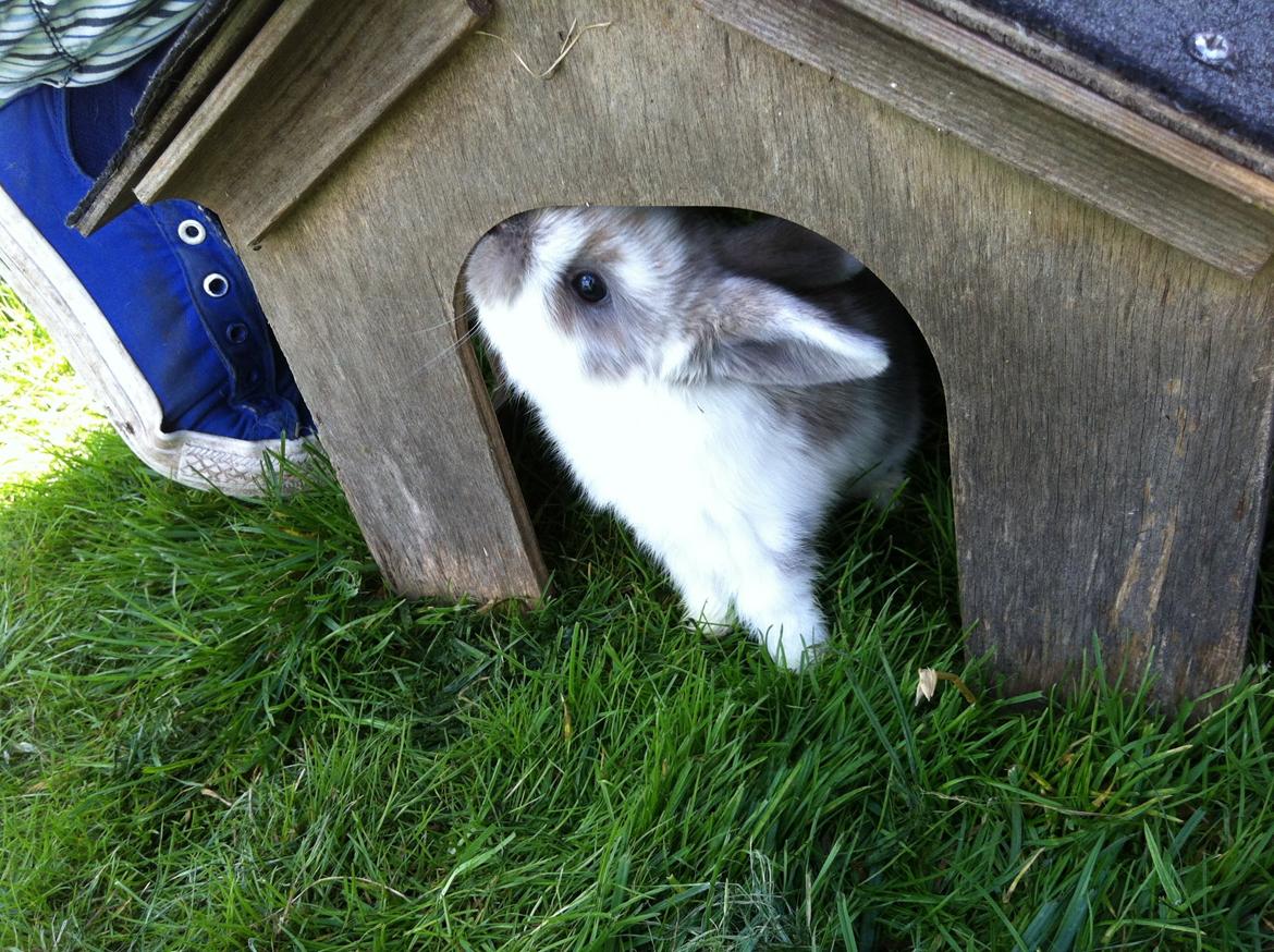 Kanin Enilec Kavia Baked Alaska billede 13