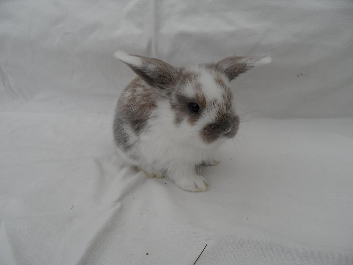 Kanin Enilec Kavia Baked Alaska billede 14