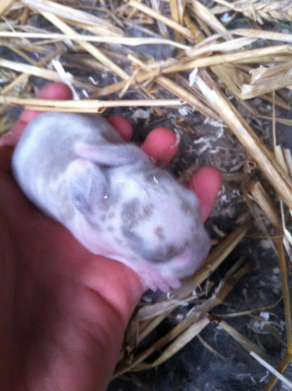 Kanin Enilec Kavia Baked Alaska billede 15