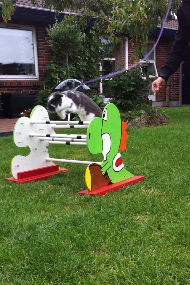 Kanin Funny's Lakio Look alike a Moviestar billede 5