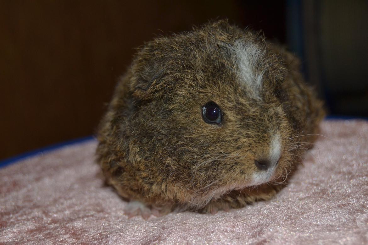 Marsvin Cavy Cats I Wanna Be The One (One) billede 5