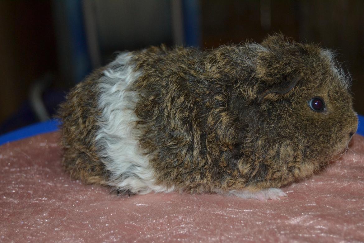 Marsvin Cavy Cats I Wanna Be The One (One) billede 6