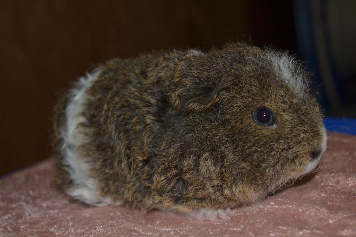 Marsvin Cavy Cats I Wanna Be The One (One) billede 7