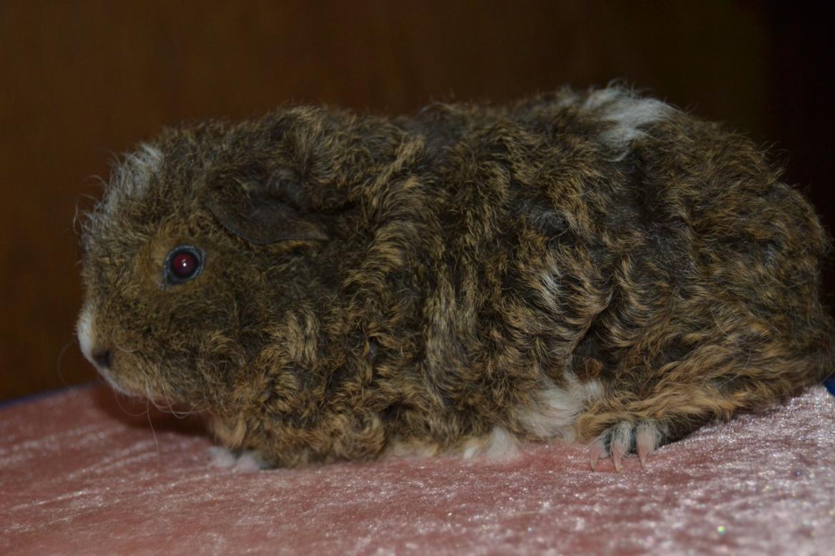 Marsvin Cavy Cats I Wanna Be The One (One) billede 8