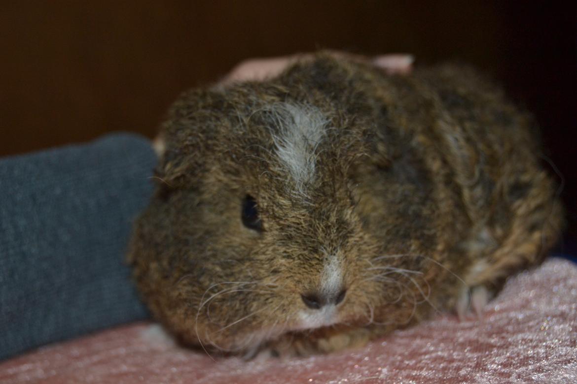 Marsvin Cavy Cats I Wanna Be The One (One) billede 9