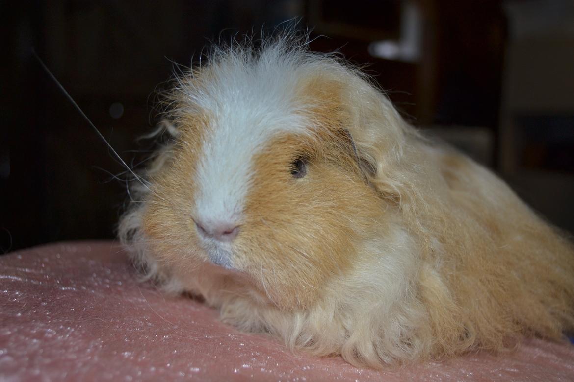 Marsvin Cavy Cats No Tears billede 3