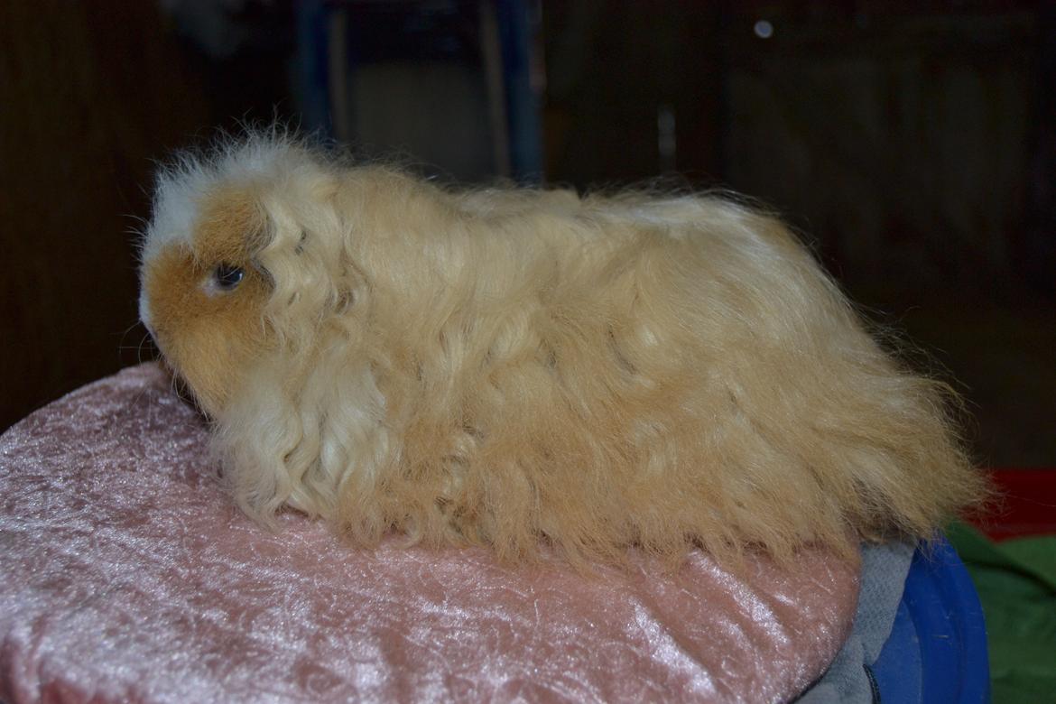 Marsvin Cavy Cats No Tears billede 4