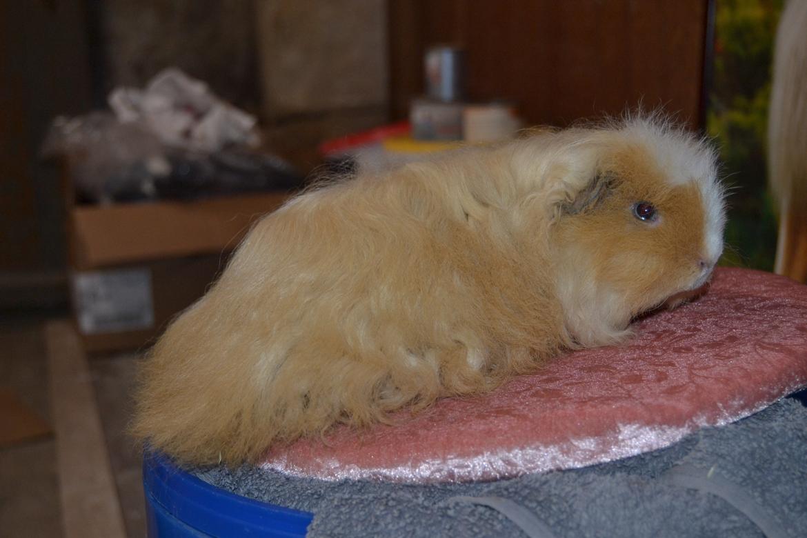 Marsvin Cavy Cats No Tears billede 5