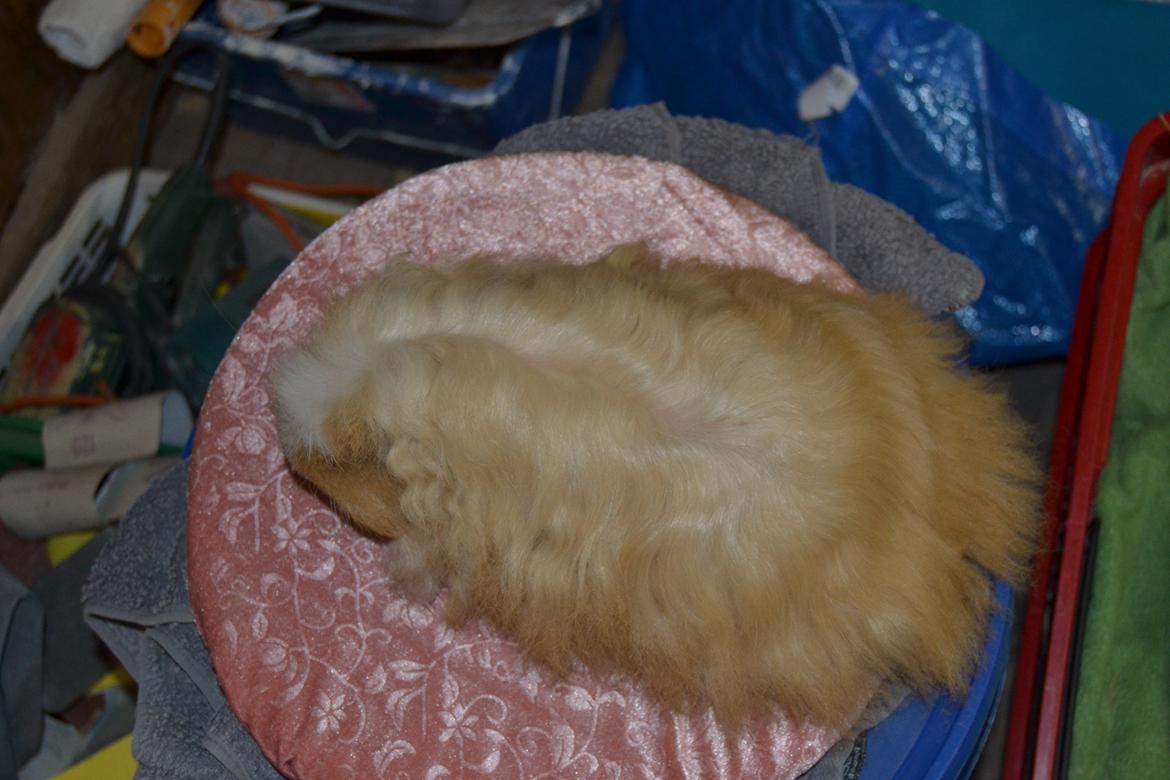 Marsvin Cavy Cats No Tears billede 6