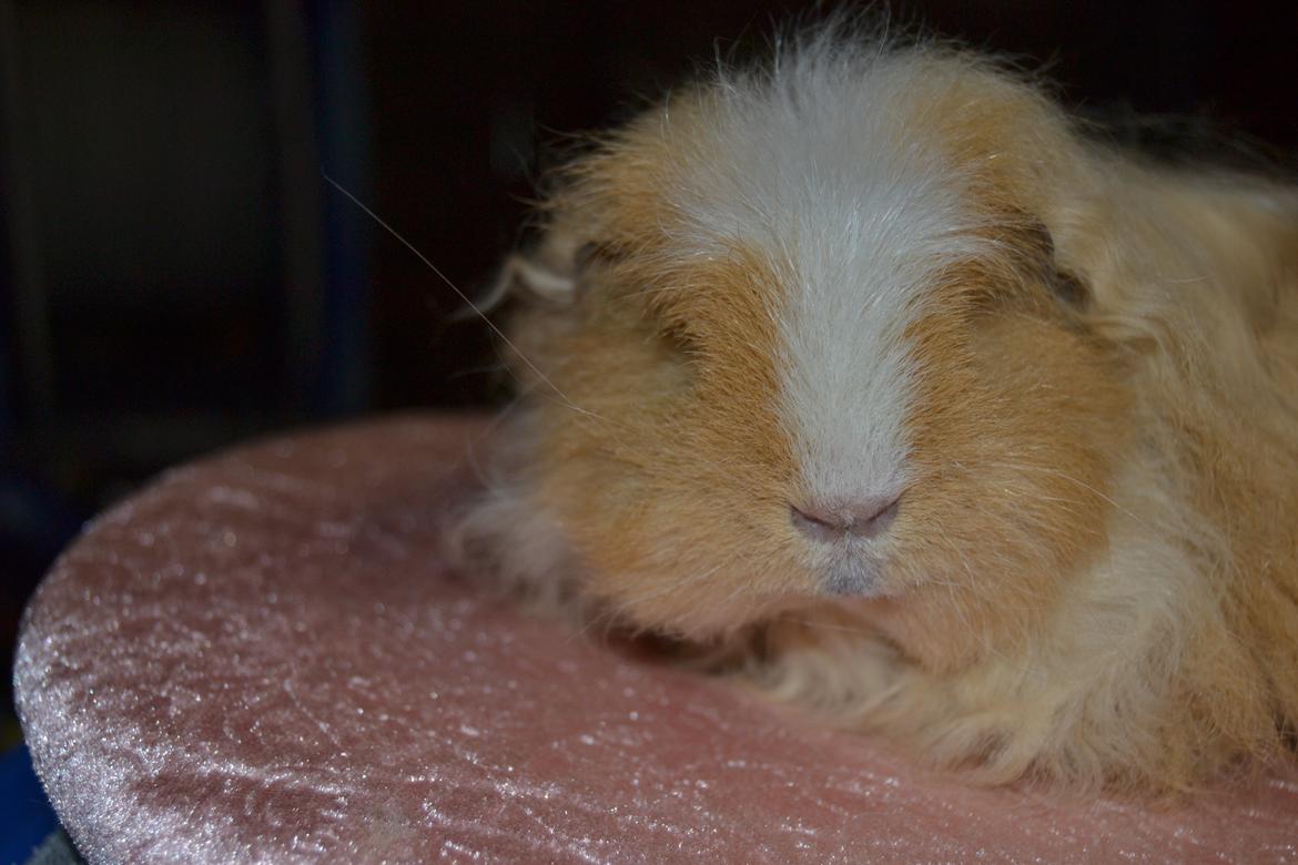 Marsvin Cavy Cats No Tears billede 7