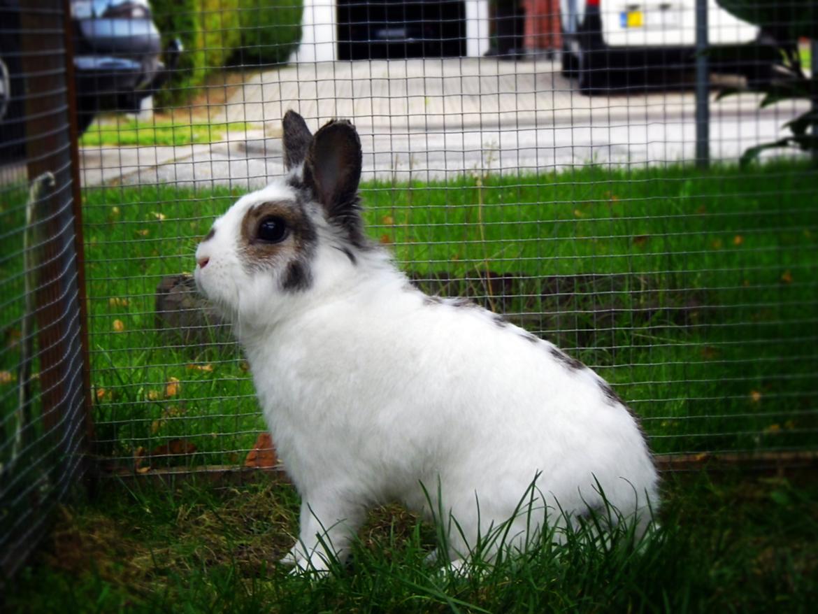 Kanin Wimse - Her er Wimse i sin løbegård.  billede 1