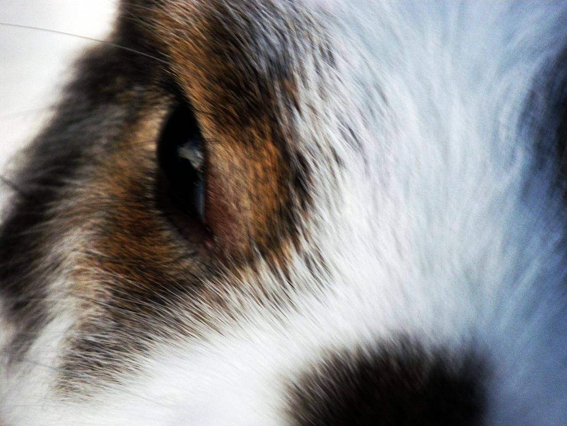 Kanin Wimse - Wimse der lige skulle se hvad mit kamera var for noget  billede 2