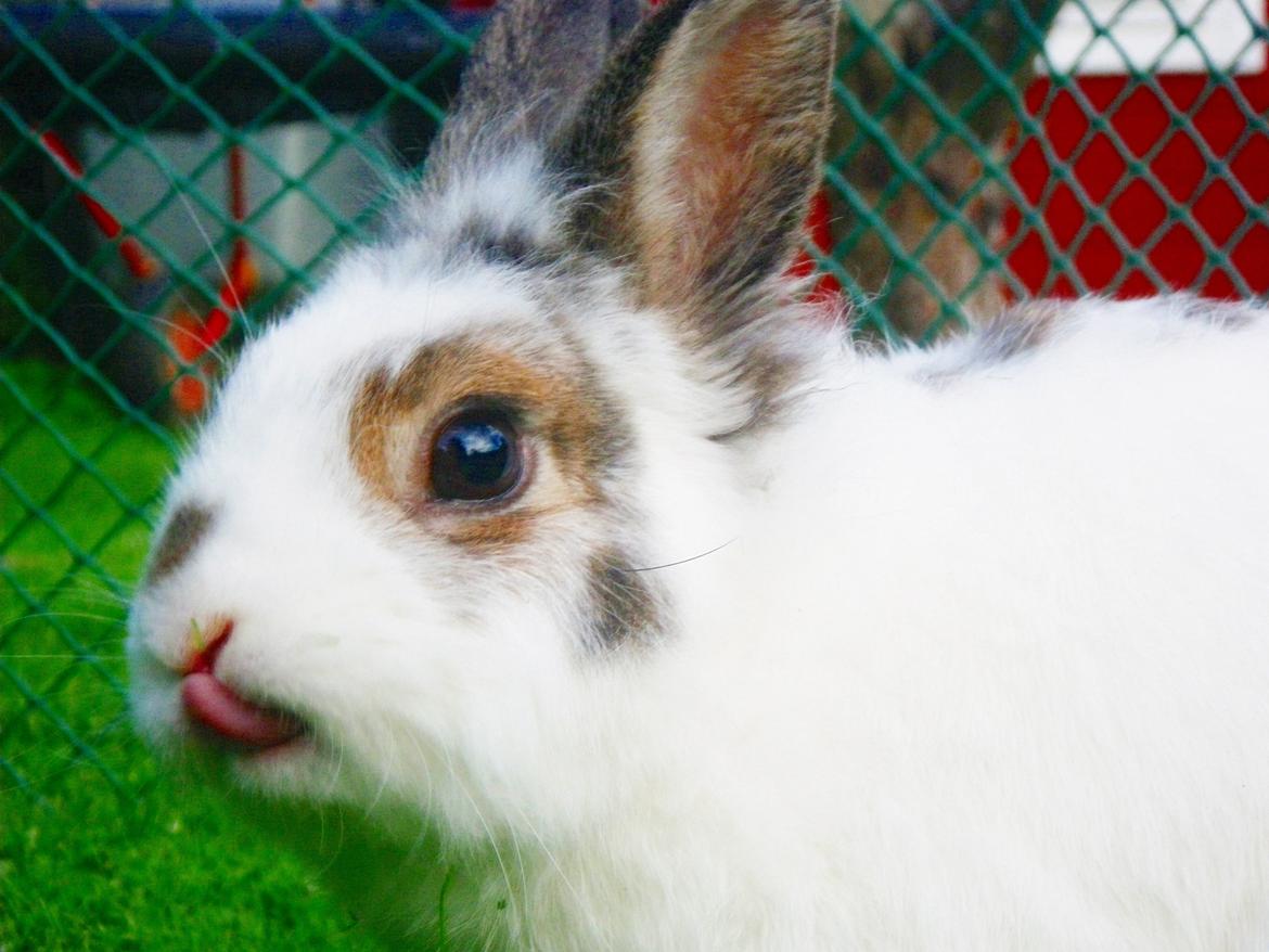 Kanin Wimse - Mmm... er det en godbid? billede 3