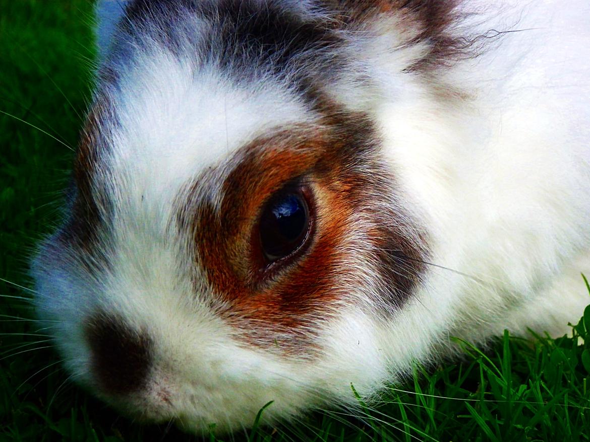 Kanin Wimse - Snuse snuse... billede 4