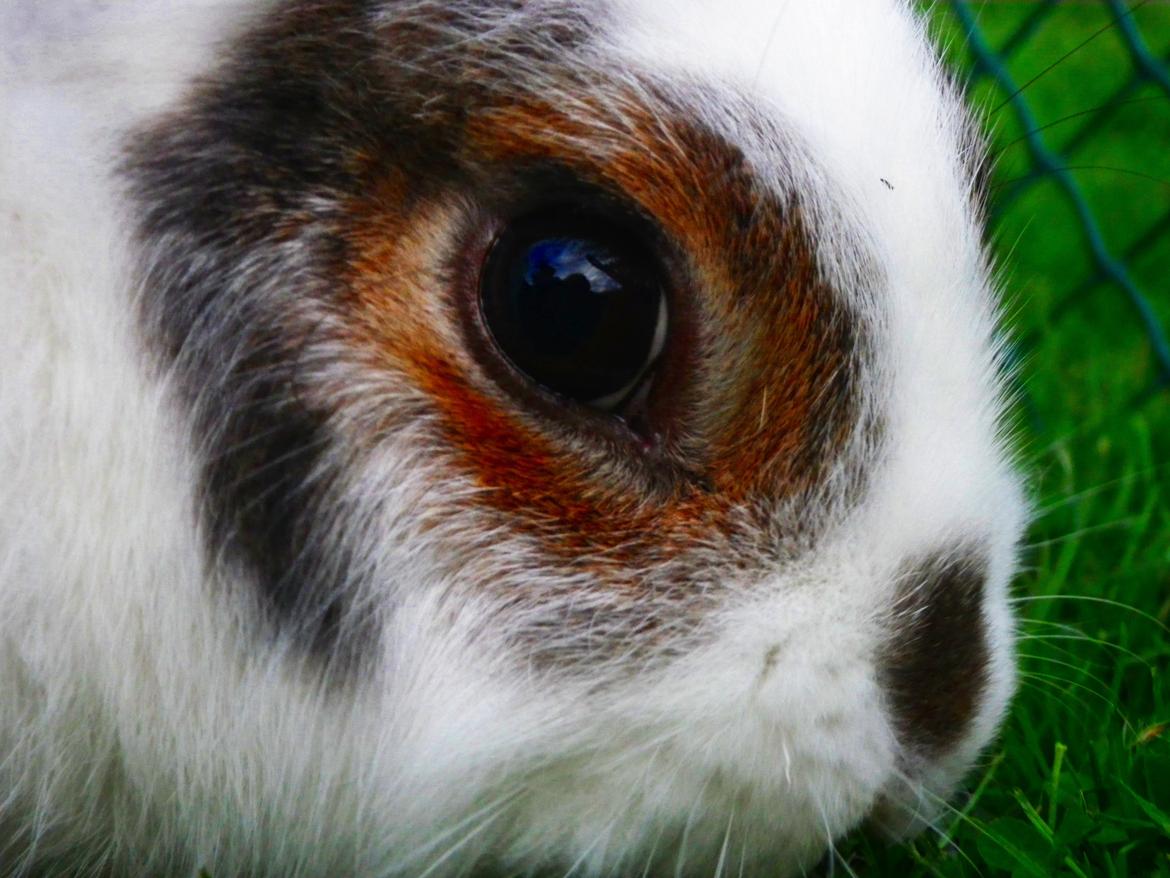 Kanin Wimse billede 5