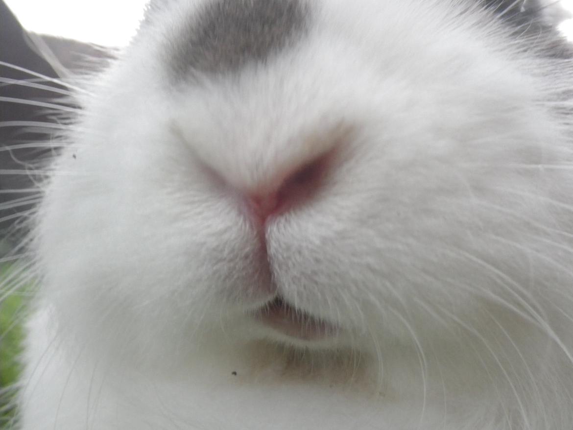 Kanin Wimse - Hvis i kigger godt efter kan i se han har lidt åbnet mund. billede 6