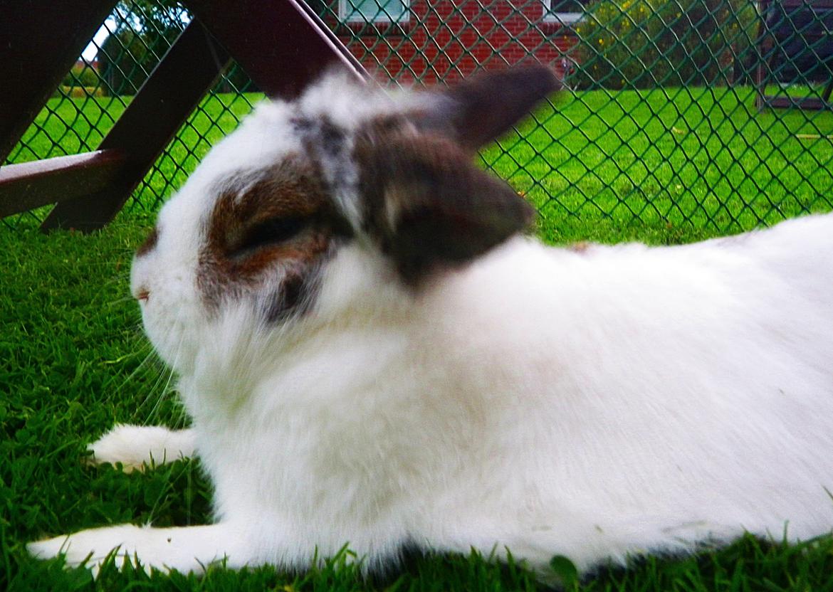 Kanin Wimse - Ryste ryste billede 7