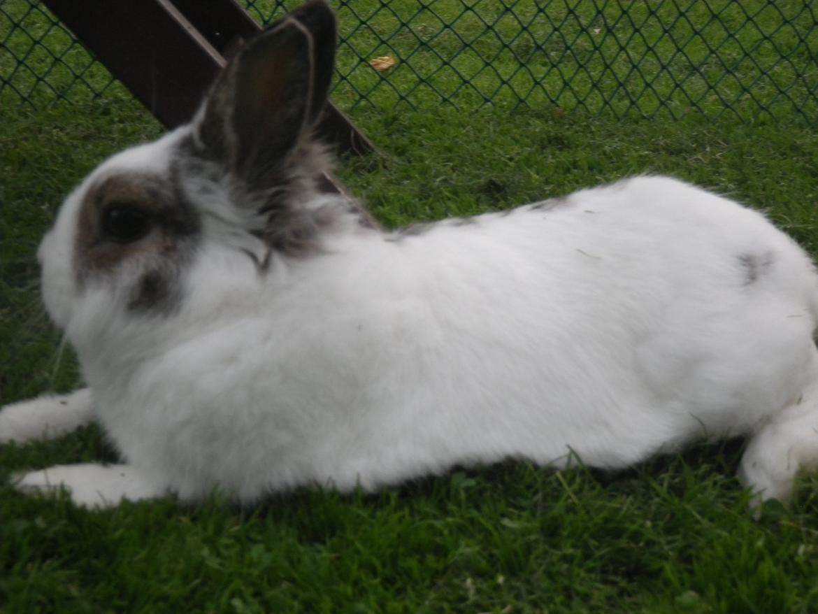 Kanin Wimse - Efter en lang foto dag, er det fuld fortjent at tage en slapper :) billede 8