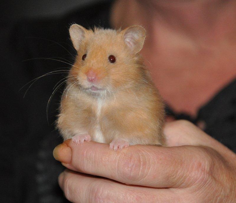 Hamster Lindes Pippi Langstrømpe <3 billede 1