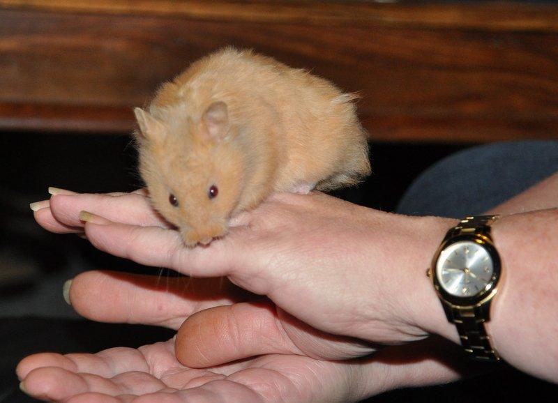 Hamster Lindes Pippi Langstrømpe <3 billede 5