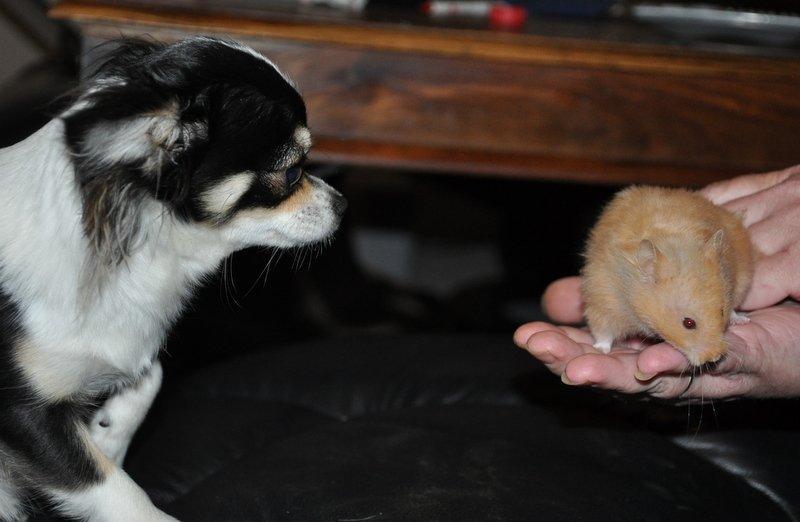 Hamster Lindes Pippi Langstrømpe <3 billede 6