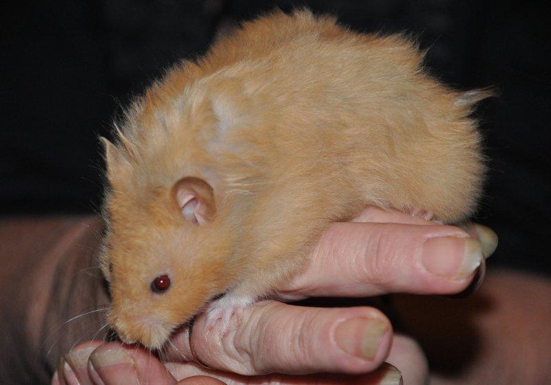 Hamster Lindes Pippi Langstrømpe <3 billede 7