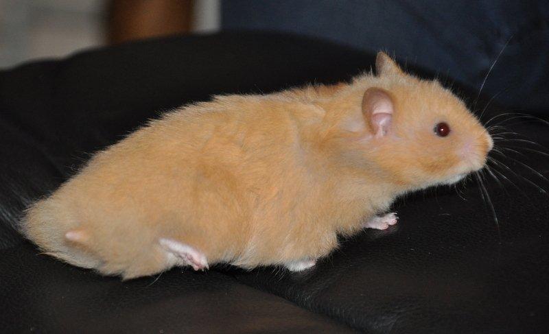 Hamster Lindes Pippi Langstrømpe <3 billede 10