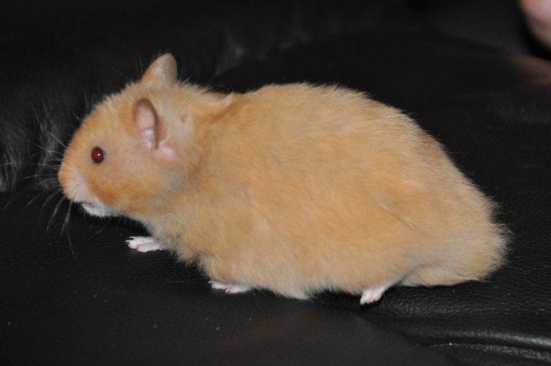 Hamster Lindes Pippi Langstrømpe <3 billede 11