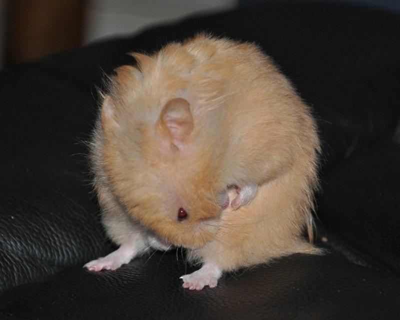 Hamster Lindes Pippi Langstrømpe <3 billede 12