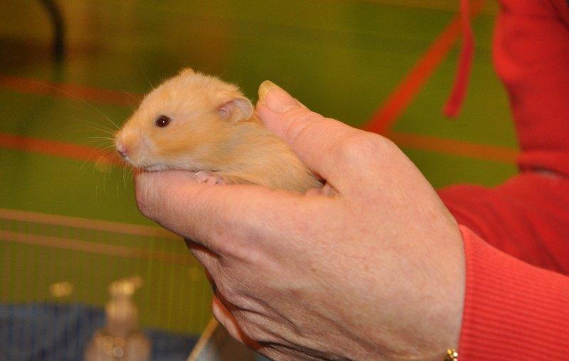 Hamster Lindes Pippi Langstrømpe <3 billede 2