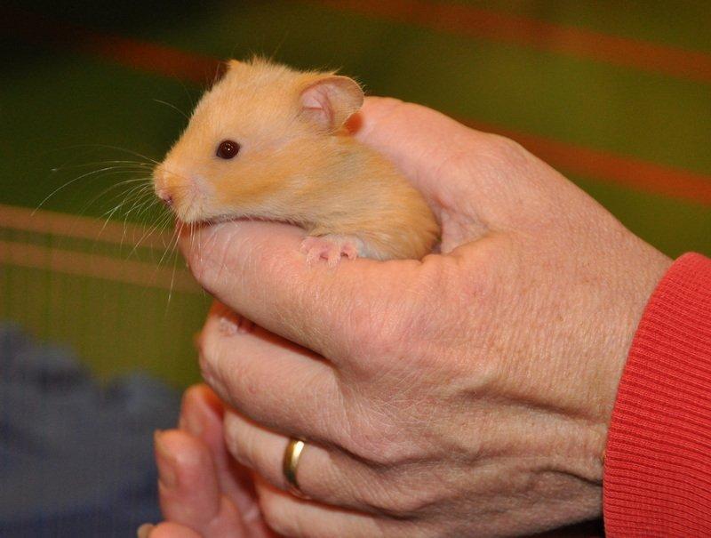 Hamster Lindes Pippi Langstrømpe <3 billede 3